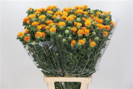 <h4>Carthamus Zanzibar Orange</h4>