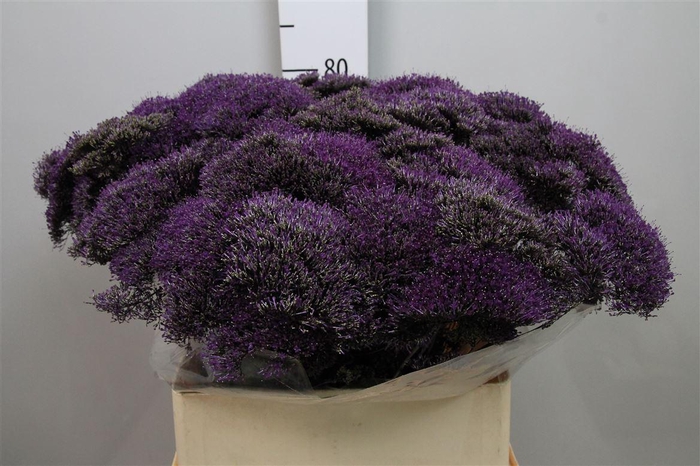 <h4>Trach Lake Superior</h4>