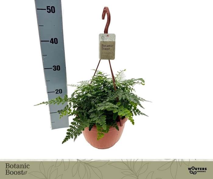 <h4>ASPLE PARVATI</h4>