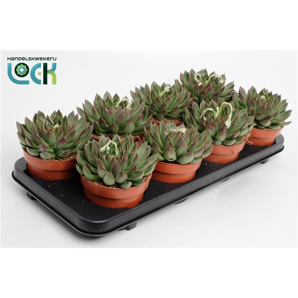 <h4>Echeveria Lipstick</h4>