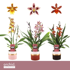 Cambria, Mix 2-spike in Dolomite Horizon 'Orchid Collection'