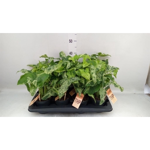 Syngonium podop. 'Mottled'