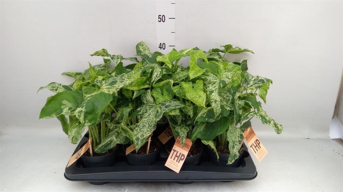 <h4>Syngonium podop. 'Mottled'</h4>