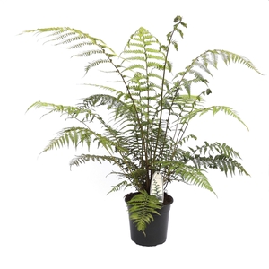 Dicksonia antarctica