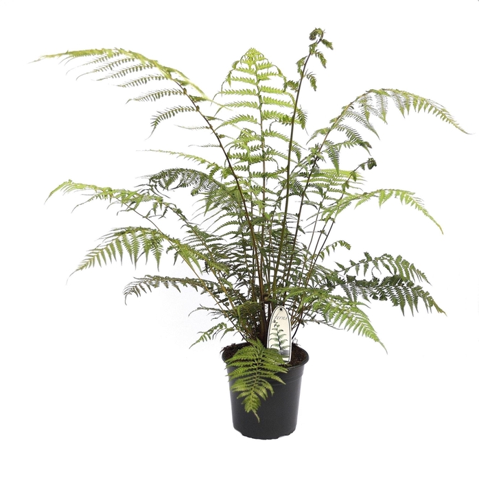 <h4>Dicksonia antarctica</h4>