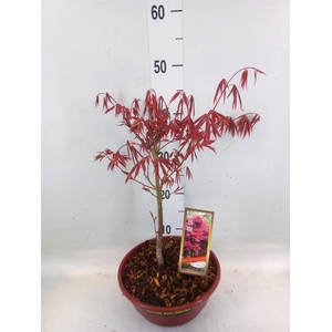 Acer palmatum 'Atropurpureum'