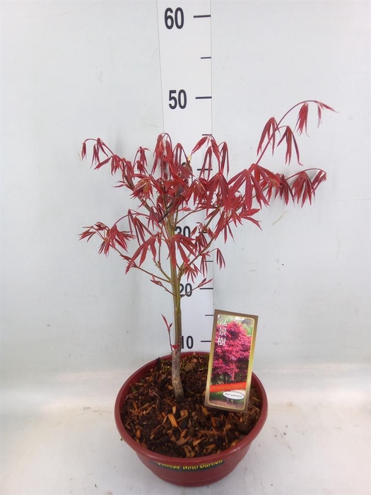 <h4>Acer palmatum 'Atropurpureum'</h4>