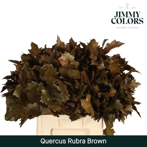 Quercus Rubra L60 Brown