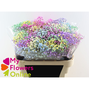 Gyps Pa Tinted Excellence Rainbow per Bunch 750Gr EC
