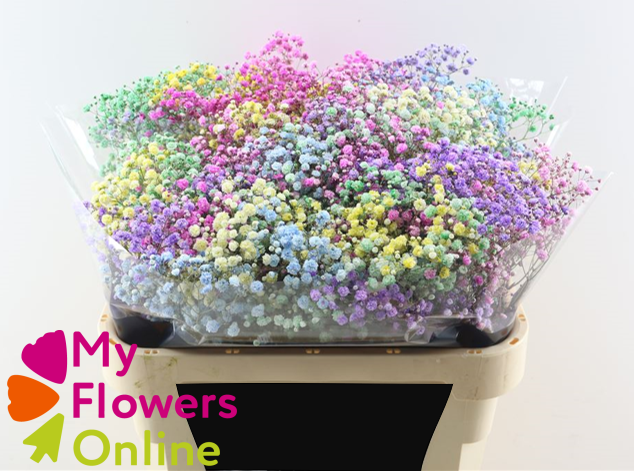 Gyps Pa Tinted Excellence Rainbow per Bunch 750Gr EC