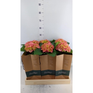 Hydrangea mac.   ...