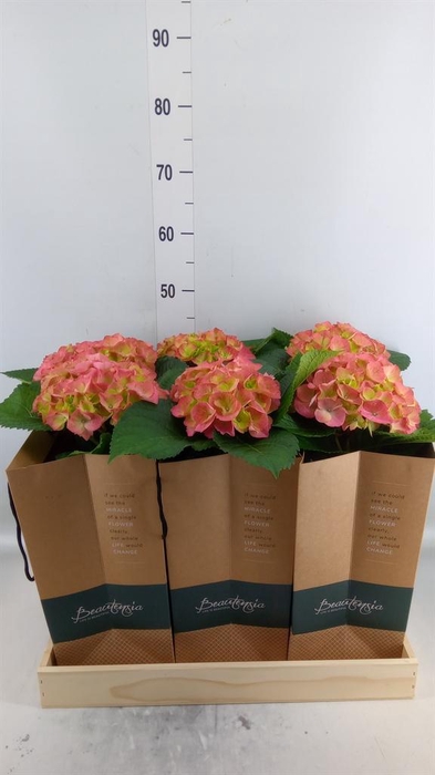 <h4>Hydrangea mac.   ...</h4>