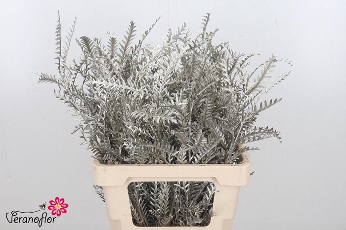 <h4>DECOGROEN OV KLB H%</h4>