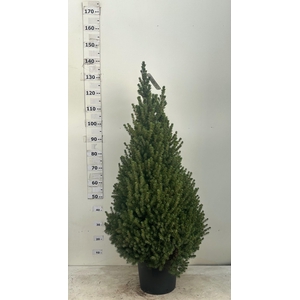 PICEA GL CONICA