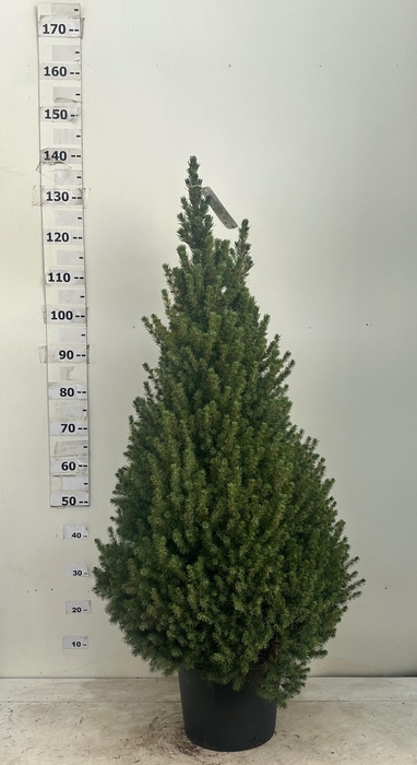 <h4>PICEA GL CONICA</h4>