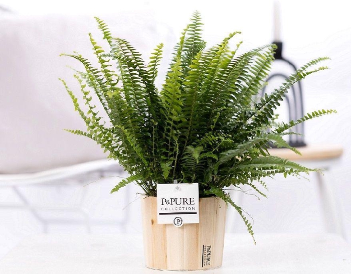 <h4>Nephrolepis Green Lady in P&PURE Wood pot 5</h4>