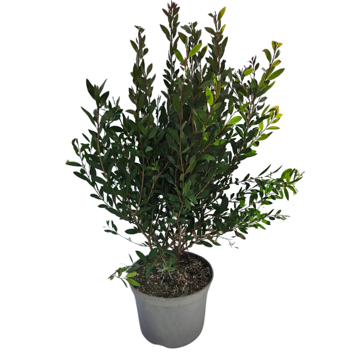 <h4>Callistemon speciosus</h4>