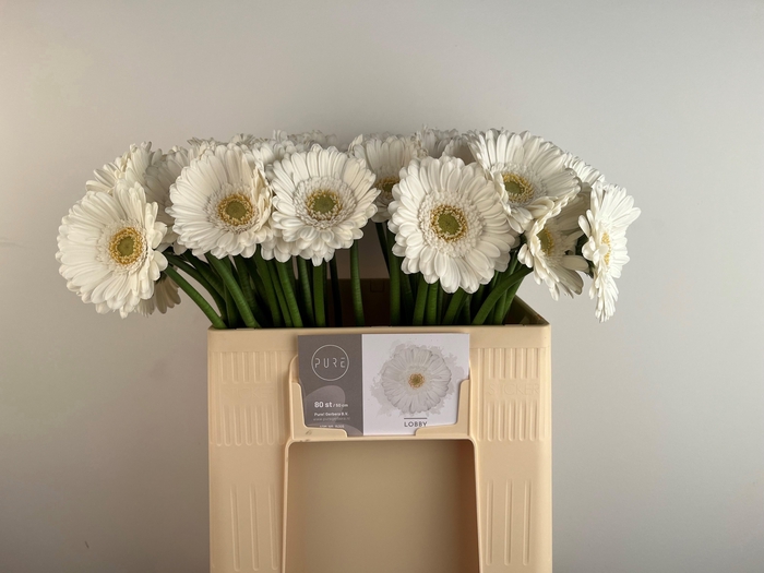 <h4>GE MI LOBBY</h4>