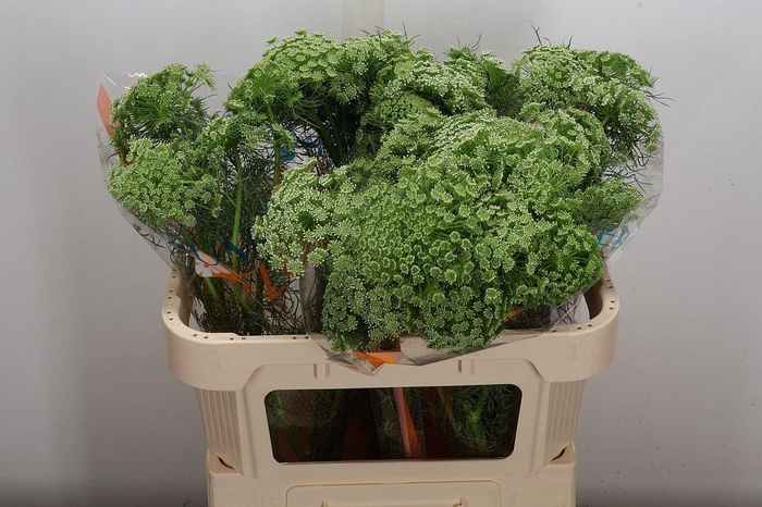 <h4>Ammi Majus Visnaga</h4>