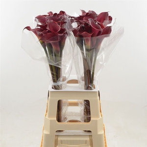 Calla Red Charm