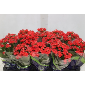 KALANCHOE DOBRADO P11