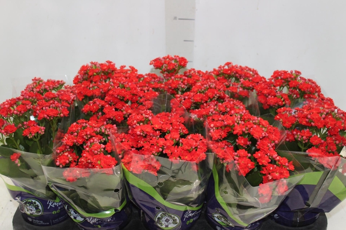 <h4>KALANCHOE DOBRADO P11</h4>
