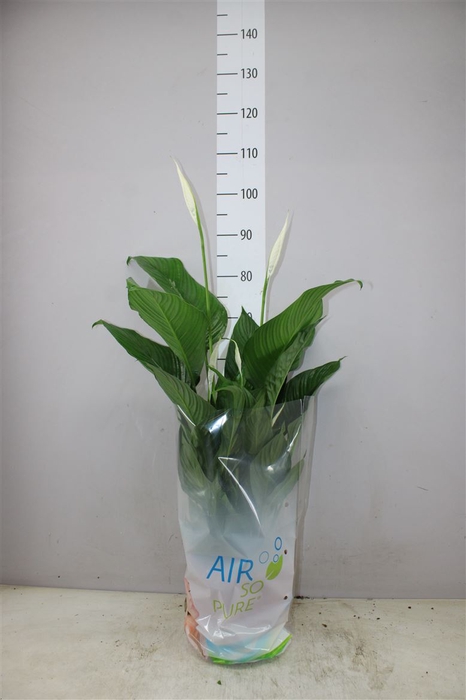 <h4>Spathiphyllum Sweet Lauretta Air So Pure</h4>