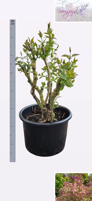 <h4>SYRI V LUCIE BALTET</h4>