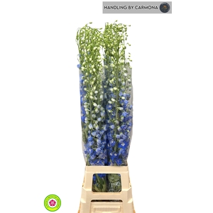 DELPH DU CENT G BLUE
