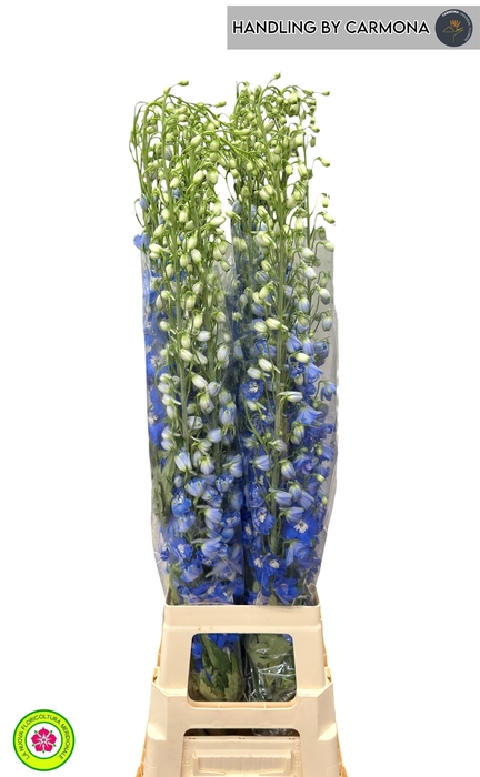<h4>DELPH DU CENT G BLUE</h4>