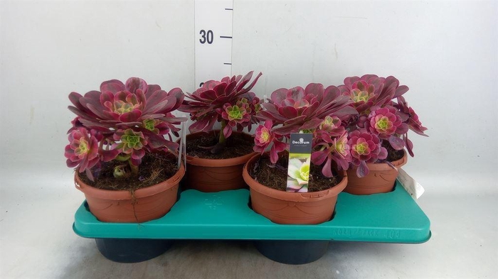 <h4>Aeonium   ...</h4>