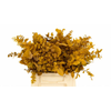 Euc. Stuart Preserved Yellow Short
