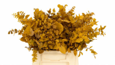 Euc. Stuart Preserved Yellow Short