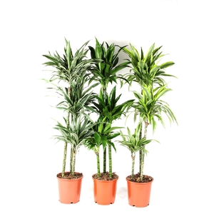 Dracaena mix 90-60-30