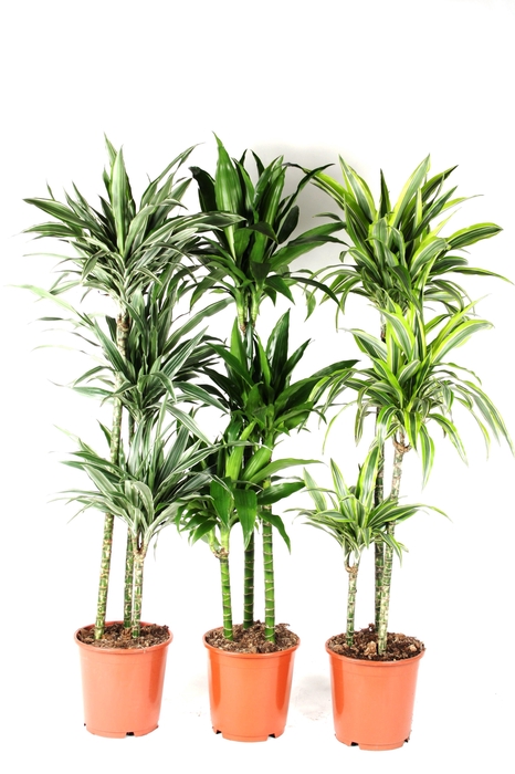 <h4>Dracaena mix 90-60-30 140cm</h4>