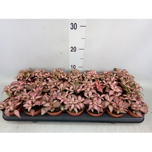 Fittonia  'Mosaic Pink Forest Flam'