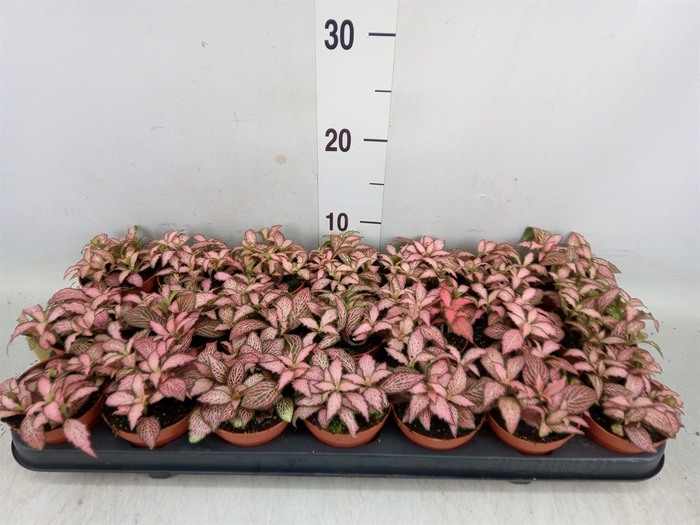 <h4>Fittonia  'Mosaic Pink Forest Flam'</h4>