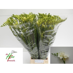 Freesia du Versailles