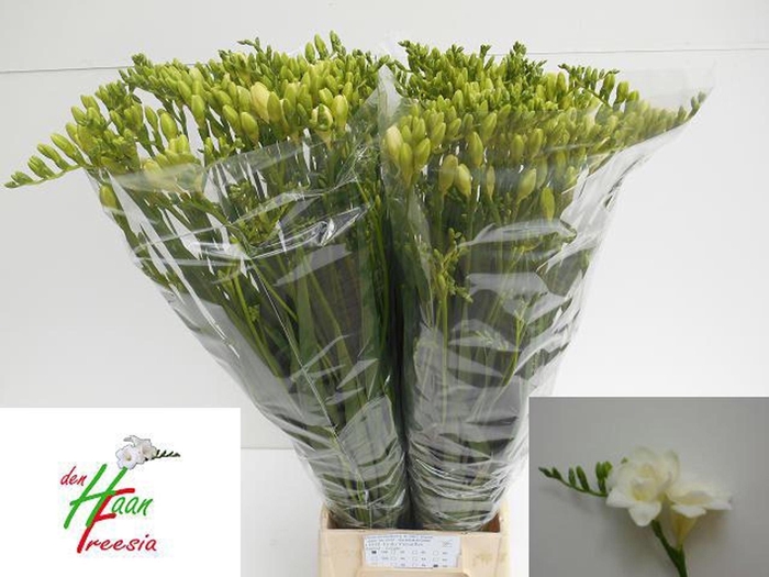 <h4>Freesia du Versailles</h4>