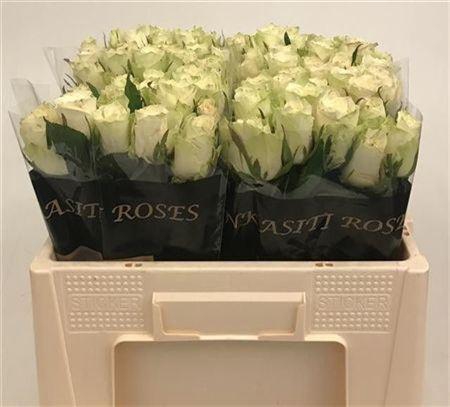 <h4>R Gr Athena</h4>