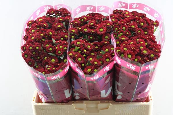 <h4>Chr San Ladybird (rood)</h4>