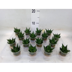 Arr.   Kamerplant Groen L%