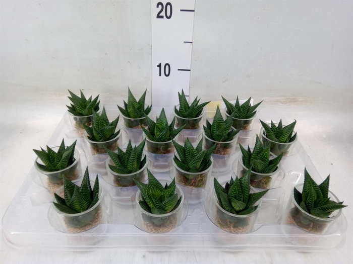 <h4>Arr. Kamerplant Groen L%</h4>