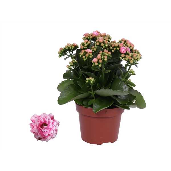 <h4>Kalanchoe Rosalina 12cm Don Alano wit/roze, Zonder hoes</h4>