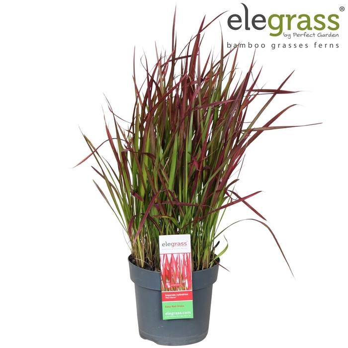 <h4>Imperata cylindrica Red</h4>