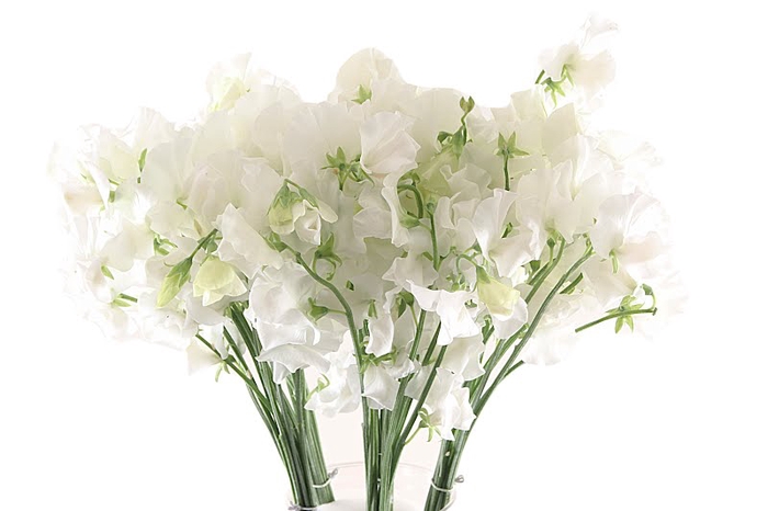 <h4>Lathyrus Sunshine White</h4>