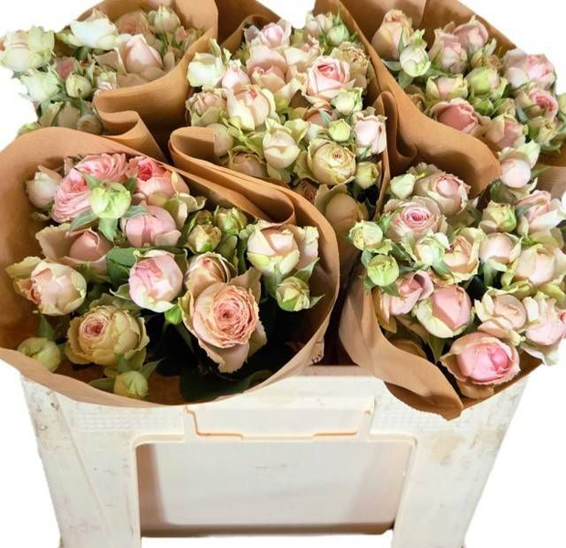 <h4>R Tr Sweet Giselle Diepers</h4>