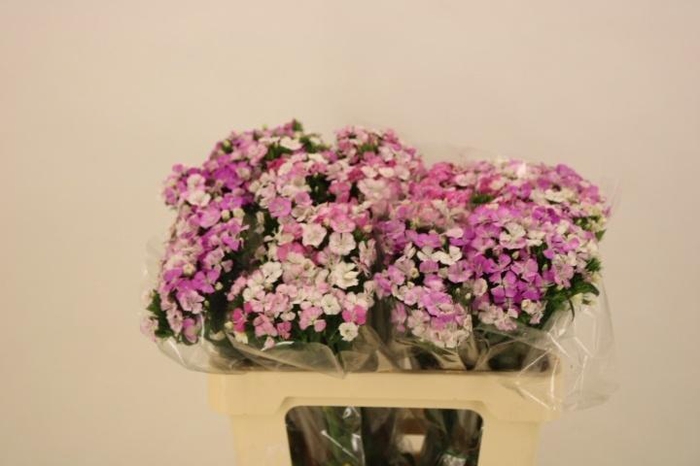 <h4>Di Barb Am Rose</h4>