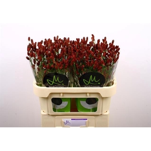 Sanguisorba red dream