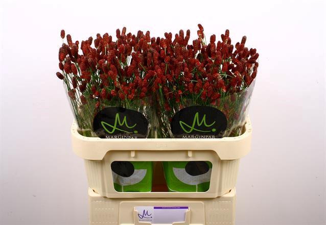 <h4>Sanguisorba red dream</h4>